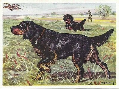 Original 1952 Dog Art Print Austria Tobacco Bildwerk Trade Card Gordon Setter